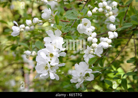 Pearl Bush (Exochorda macrantha), Deutschland Stockfoto