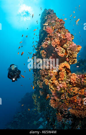 Taucher, bizarr, Korallenriff, Coral, dicht bewachsen, niedrige Tiere, verschiedene, Rot, Weichkorallen (Dendronephthya sp.) und Stockfoto