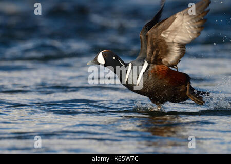 Harlequin Duck (Histrionicus histrionicus), Fluss Laxá, nördliche Insel, Insel Stockfoto