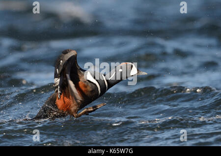 Harlequin Duck (Histrionicus histrionicus), Fluss Laxá, nördliche Insel, Insel Stockfoto