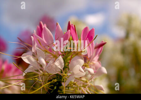 Cleome spinosa. Spider Blume. Garten Blume. Rosa Blume. Stockfoto