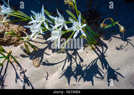 Schöne Seelilien, direkt auf den Sand. Strand von Elafonisi. Süden Kretas. Griechenland Stockfoto