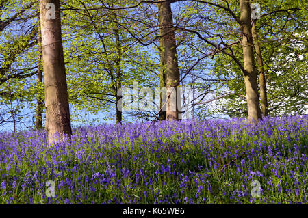 Bank von Wilden gemeinsamen Bluebells in Strid Holz, Bolton Abbey Teil der Dales Weg lange Strecke Fußweg, Wharfedale, Yorkshire, England, UK. Stockfoto