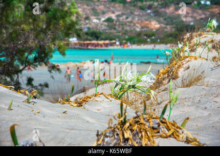 Schöne Seelilien, direkt auf den Sand. Strand von Elafonisi. Süden Kretas. Griechenland Stockfoto