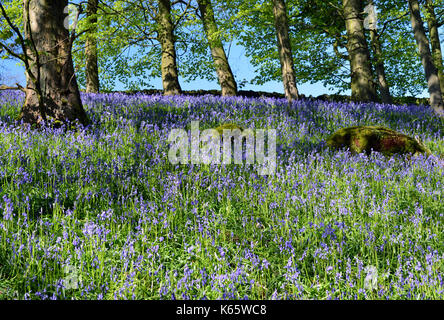 Schräge Bank von Wilden gemeinsamen Bluebells in Strid Holz, Bolton Abbey Teil der Dales Weg lange Strecke Fußweg, Wharfedale, Yorkshire, England, UK. Stockfoto