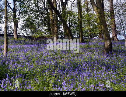 Schräge Bank von Wilden gemeinsamen Bluebells in Strid Holz, Bolton Abbey Teil der Dales Weg lange Strecke Fußweg, Wharfedale, Yorkshire, England, UK. Stockfoto