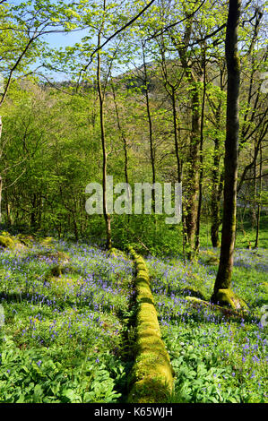 Moos bedeckt toten Baumstamm mit Bluebells & Bärlauch in Strid Holz, Bolton Abbey Teil der Dales Weg lange Strecke Fußweg, Wharfedale, Stockfoto