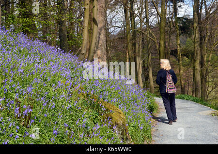 Frau Wandern & Blick auf Bluebells in Strid Holz, Bolton Abbey Teil der Dales Weg lange Strecke Fußweg, Wharfedale, Yorkshire, England, UK. Stockfoto