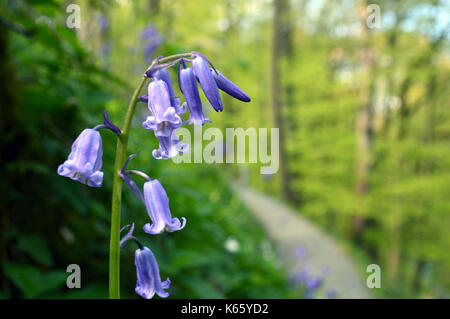 Nahaufnahme des Gemeinsamen Bluebells (Hyacinthoides non-scripta) in Strid Holz, Bolton Abbey Teil der Dales Weg lange Strecke Fußweg, Wharfedale, Stockfoto