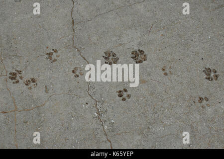 Hundepfoten Tierspuren auf Betonoberfläche Hintergrund. Stockfoto