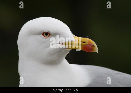 Der Blick des Gelben legged Gull Stockfoto