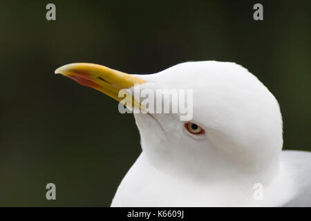 Der Blick des Gelben legged Gull Stockfoto