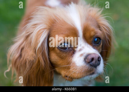 In der Nähe der Cavalier King Charles Spaniel. Cuntry Herkunft: England Stockfoto