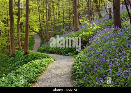 Führender Pfad durch das Bluebells & Bärlauch in Strid Holz, Bolton Abbey Teil der Dales Weg lange Strecke Fußweg, Wharfedale, Yorkshire. Stockfoto