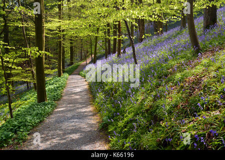 Führender Pfad durch das Bluebells & Bärlauch in Strid Holz, Bolton Abbey Teil der Dales Weg lange Strecke Fußweg, Wharfedale, Yorkshire. Stockfoto