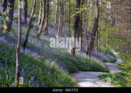 Führender Pfad durch das Bluebells & Bärlauch in Strid Holz, Bolton Abbey Teil der Dales Weg lange Strecke Fußweg, Wharfedale, Yorkshire. Stockfoto