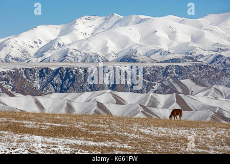 Pferd weiden im Tal und die schneebedeckten Berge des Tian Shan Gebirge, Provinz Naryn, Kirgisistan Stockfoto