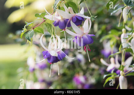 Fuchsie 'Delta Sarah 'Blumen Stockfoto