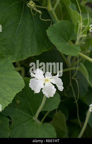 Lagenaria Siceraria. Calabash / White – geblühten Kürbis / Flaschenkürbis Blume in einen englischen Garten. UK Stockfoto