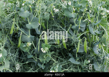 Pisum sativum. Pea "Kenobi". Pea pods und Blumen in einem Gemüsegarten. Großbritannien Stockfoto