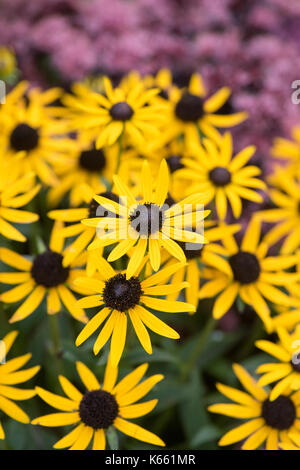 Rudbeckia fulgida 'Kleine Goldstar". Zwerg Coneflowers in einem englischen Garten Grenze Stockfoto