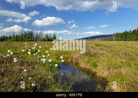 Haselschwanz-Baumwollgras / Hussock-Baumwollgras (Eriophorum vaginatum) am Hochmoor am Großen Torfhausmoor / Radaubornmoor, Nationalpark Harz, Unterer S Stockfoto