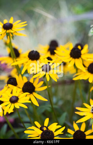 Rudbeckia fulgida 'Kleine Goldstar". Zwerg Coneflowers in einem englischen Garten Grenze Stockfoto