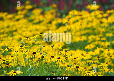 Rudbeckia fulgida var. Deamii. Deam Coneflowers in einem Garten. Großbritannien Stockfoto