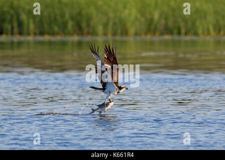 Western Fischadler (Pandion haliaetus) Fang von Fischen aus dem See mit Krallen Stockfoto