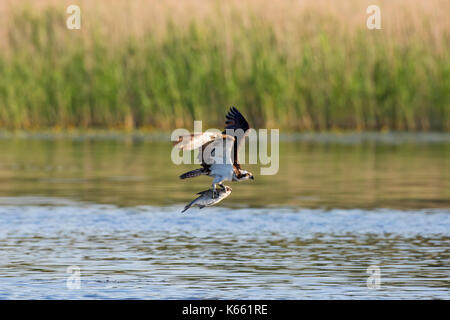 Western Fischadler (Pandion haliaetus) Flug über See mit Fisch in den Krallen Stockfoto