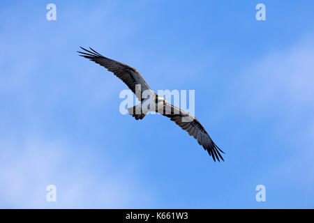 Beringt Western Fischadler (Pandion haliaetus) auf der Suche nach Fisch unten beim Segelfliegen über den See Stockfoto