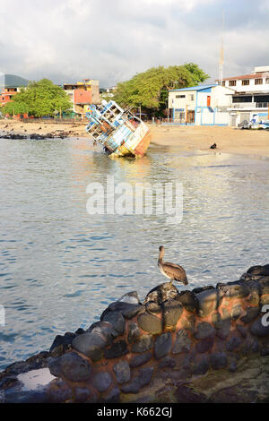 Insel SAN CRISTOBAL GALAPAGOS - 17. FEBRUAR 2017: Schiffswrack und Pelican. In Puerto Baquerizo Moreno die Hauptstadt des Galapagos Archipels. Stockfoto