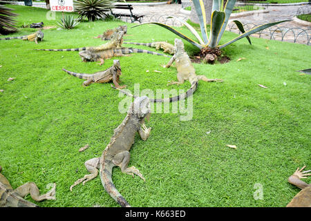 Leguane am Seminario Park. Seminario Park ist auch als der Leguan Park bekannt, da Dutzende Leguane in seinen kunstvollen Gärten leben. Stockfoto