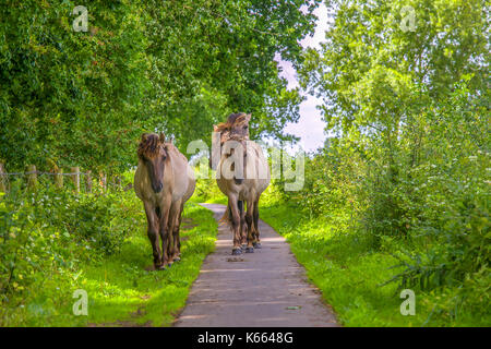 Wild Konik Pferde gehen auf einem Wanderweg Stockfoto