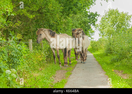 Semi-polnische Konik Wildpferde zu Fuß auf einem Radweg in den Niederlanden Stockfoto