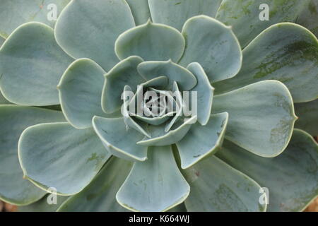 (Glaucus Echeveria Echeveria secunda var. Hastata), ein beständiger Sukkulente zimmerpflanze an einem sonnigen indoor Spot wachsende, Großbritannien Stockfoto