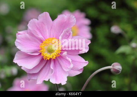 Japanische Anemone 'Königin Charlotte, in voller Blüte in einem Garten Grenze im Sommer (Juli), UK Stockfoto