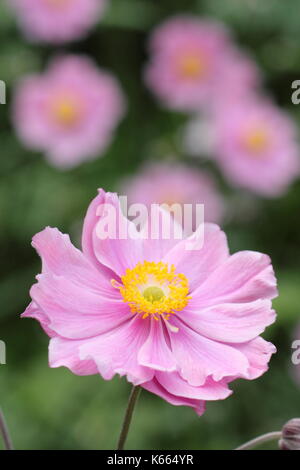 Japanische Anemone 'Königin Charlotte, in voller Blüte in einem Garten Grenze im Sommer (Juli), UK Stockfoto