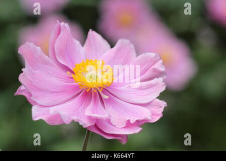 Japanische Anemone 'Königin Charlotte, in voller Blüte in einem Garten Grenze im Sommer (Juli), UK Stockfoto