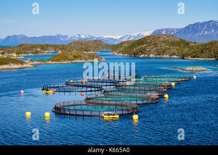 Fischzucht Landwirtschaft Lachs in norwegischen Fjord an der malerischen Nordküste Meer. Troms, Norwegen, Skandinavien, Europa Stockfoto