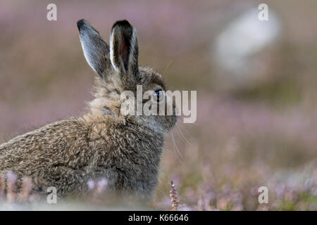 Schneehase leveret Stockfoto