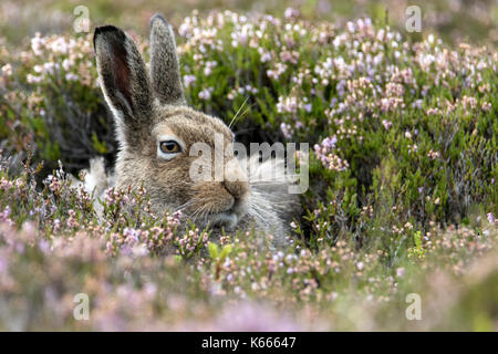 Schneehase (Lepus timidus), Scottish Highlands, August 2017 Stockfoto