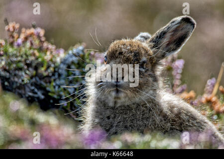 Schneehase leveret Stockfoto