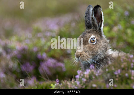 Schneehase (Lepus timidus), Scottish Highlands, August 2017 Stockfoto