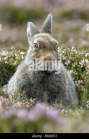 Schneehase (Lepus timidus), Scottish Highlands, August 2017 Stockfoto