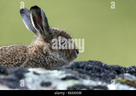 Schneehase leveret Stockfoto