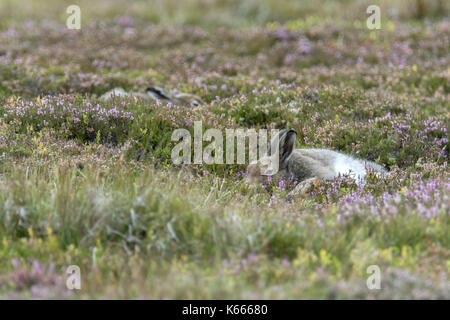 Schneehase (Lepus timidus), Scottish Highlands, August 2017 Stockfoto