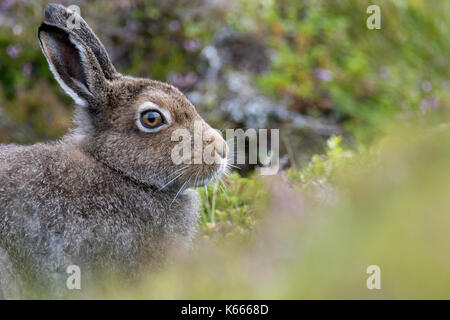 Schneehase (Lepus timidus), Scottish Highlands, August 2017 Stockfoto