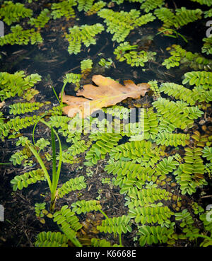 Salvinia Salvinia natans und die Gefallenen Eichenlaub auf der Oberfläche der Wald Stockfoto