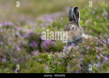 Schneehase (Lepus timidus), Scottish Highlands, August 2017 Stockfoto